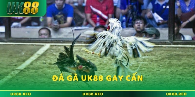 Đá gà trực tuyến tại UK88 là một lựa chọn không thể bỏ qua